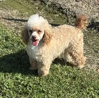 Peppy, a male Poodle - Toy  for sale in Monroe, NC – 1 of 1
