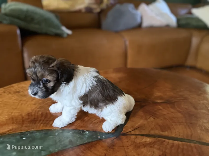 Puppy 3 – Maltipoo puppy for sale in Lithia Springs, GA