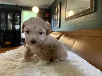 Puppy 6, a female Maltipoo for sale in Lithia Springs, GA – 5 of 6