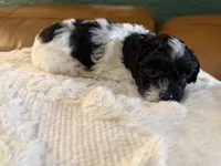 Puppy 2, a male Maltipoo for sale in Lithia Springs, GA – 5 of 6
