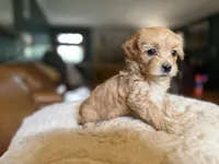 Puppy 5, a female Maltipoo for sale in Lithia Springs, GA – 3 of 7