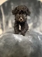 processed/f95c6027-9e92-4e30-87ad-accfee8e01d0/listing/2f40441c-1a10-41c9-8e2f-cdf39d7ce66c/f17eb4b6-69de-4de4-9918-764b6090398a