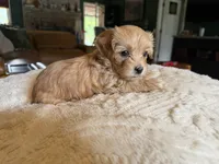 Puppy 5, a female Maltipoo for sale in Lithia Springs, GA – 2 of 7