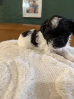 Puppy 2, a male Maltipoo for sale in Lithia Springs, GA – 6 of 6