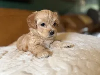 Puppy 5, a female Maltipoo for sale in Lithia Springs, GA – 4 of 7