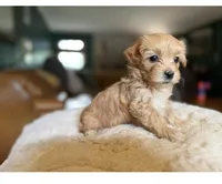 Puppy 5, a female Maltipoo for sale in Lithia Springs, GA – 1 of 7