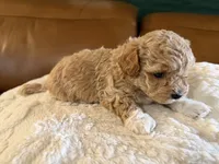 Puppy 6, a female Maltipoo for sale in Lithia Springs, GA – 3 of 6