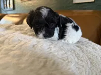 Puppy 2, a male Maltipoo for sale in Lithia Springs, GA – 4 of 6