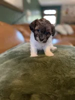 Puppy 3, a female Maltipoo for sale in Lithia Springs, GA – 5 of 8
