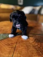 Puppy 4, a female Maltipoo for sale in Lithia Springs, GA – 5 of 6