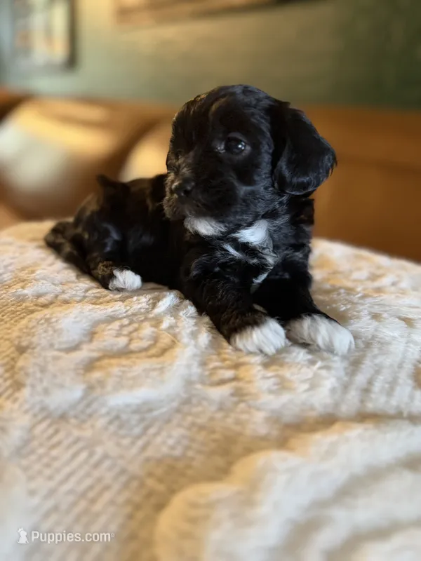 Puppy 4 – Maltipoo puppy for sale in Lithia Springs, GA