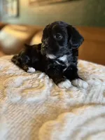 Puppy 4, a female Maltipoo for sale in Lithia Springs, GA – 4 of 6