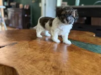 Puppy 3, a female Maltipoo for sale in Lithia Springs, GA – 7 of 8