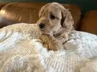 Puppy 1, a male Maltipoo for sale in Lithia Springs, GA – 6 of 8