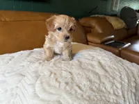 Puppy 5, a female Maltipoo for sale in Lithia Springs, GA – 6 of 7