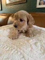 Puppy 1, a male Maltipoo for sale in Lithia Springs, GA – 2 of 8