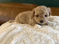 Puppy 6, a female Maltipoo for sale in Lithia Springs, GA – 6 of 6