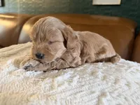 Puppy 1, a male Maltipoo for sale in Lithia Springs, GA – 7 of 8