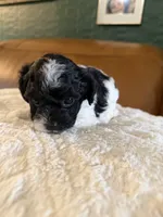 Puppy 2, a male Maltipoo for sale in Lithia Springs, GA – 3 of 6