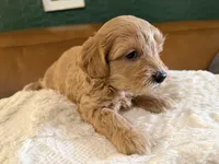 Puppy 1, a male Maltipoo for sale in Lithia Springs, GA – 3 of 8