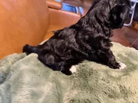 Puppy 4, a female Maltipoo for sale in Lithia Springs, GA – 6 of 6