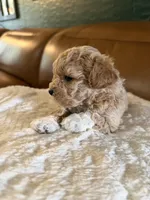 Puppy 6, a female Maltipoo for sale in Lithia Springs, GA – 2 of 6