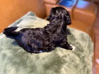 Puppy 4, a female Maltipoo for sale in Lithia Springs, GA – 3 of 6