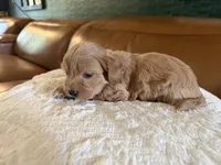 Puppy 1, a male Maltipoo for sale in Lithia Springs, GA – 1 of 8