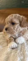 Puppy 6, a female Maltipoo for sale in Lithia Springs, GA – 4 of 6