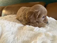 Puppy 1, a male Maltipoo for sale in Lithia Springs, GA – 5 of 8