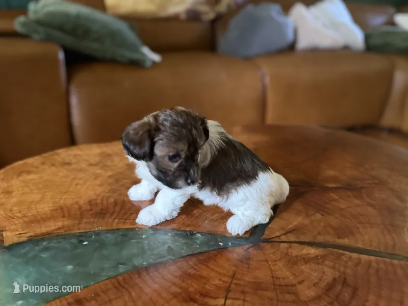 Puppy 3 – Maltipoo puppy for sale in Lithia Springs, GA