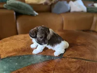 Puppy 3, a female Maltipoo for sale in Lithia Springs, GA – 4 of 8