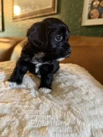Puppy 4, a female Maltipoo for sale in Lithia Springs, GA – 2 of 6