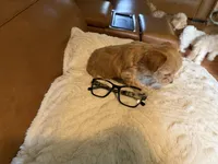 Puppy 5, a female Maltipoo for sale in Lithia Springs, GA – 5 of 7