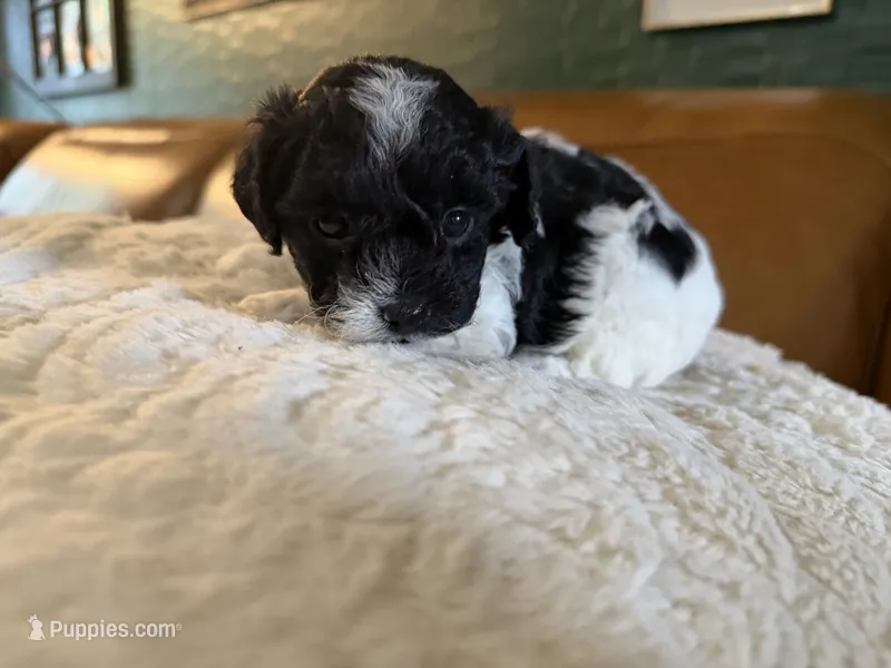 Puppy 2 – Maltipoo puppy for sale in Lithia Springs, GA