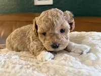 Puppy 6, a female Maltipoo for sale in Lithia Springs, GA – 1 of 6