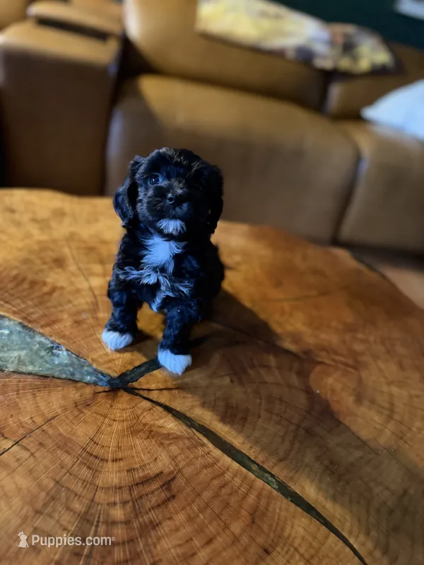 Puppy 4 – Maltipoo puppy for sale in Lithia Springs, GA