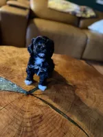 Puppy 4, a female Maltipoo for sale in Lithia Springs, GA – 1 of 6