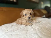 Puppy 5, a female Maltipoo for sale in Lithia Springs, GA – 7 of 7