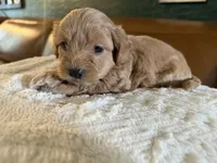 Puppy 1, a male Maltipoo for sale in Lithia Springs, GA – 8 of 8