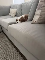 Bengal, a male Bernedoodle for sale in Los Angeles, CA – Photo 5 of 9