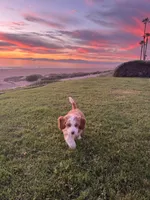 Bengal, a male Bernedoodle for sale in Los Angeles, CA – Photo 8 of 9