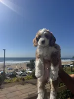 Bengal, a male Bernedoodle for sale in Los Angeles, CA – Photo 2 of 9