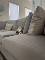 Bengal, a male Bernedoodle for sale in Los Angeles, CA – Photo 4 of 9