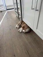 Bengal, a male Bernedoodle for sale in Los Angeles, CA – Photo 6 of 9