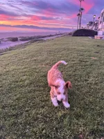 Bengal, a male Bernedoodle for sale in Los Angeles, CA – Photo 7 of 9