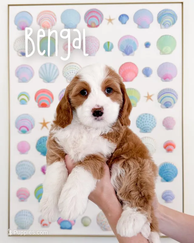Bengal – Bernedoodle puppy for sale in Los Angeles, CA
