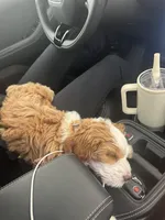 Bengal, a male Bernedoodle for sale in Los Angeles, CA – Photo 3 of 9