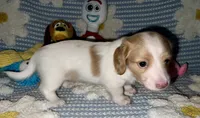 Quay, a female Miniature Dachshund for sale in Saint Petersburg, FL – 5 of 10