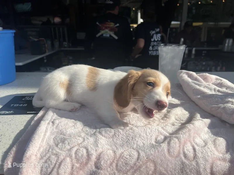 Quay – Miniature Dachshund puppy for sale in Saint Petersburg, FL